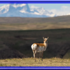 pronghorn antelope1